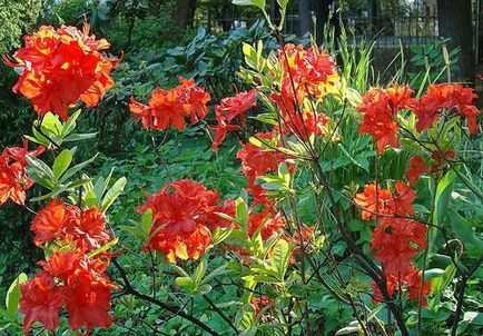 Rhododendron ültetése és gondozása, rhododendron fotó, termesztési és tenyésztési - az életem