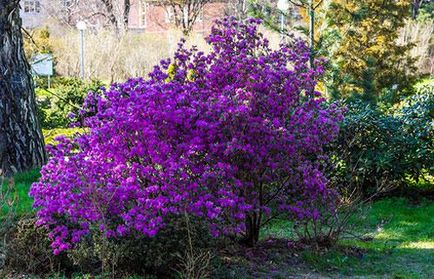 Plantarea și îngrijirea Rhododendronului, fotografia cu rododendron, cultivarea și reproducerea - viața mea