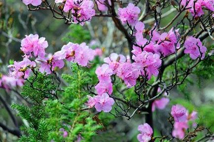 Plantarea și îngrijirea Rhododendronului, fotografia cu rododendron, cultivarea și reproducerea - viața mea