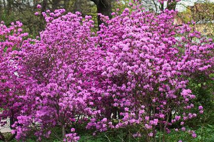 Rhododendron ültetése és gondozása, rhododendron fotó, termesztési és tenyésztési - az életem