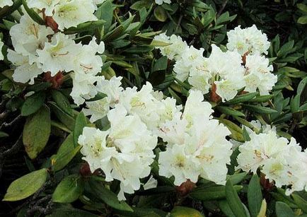 Plantarea și îngrijirea Rhododendronului, fotografia cu rododendron, cultivarea și reproducerea - viața mea