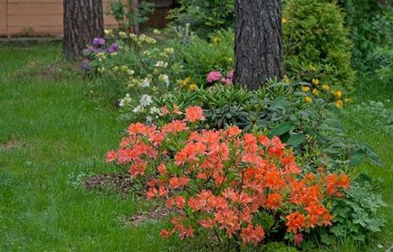 Rhododendron ültetése és gondozása, rhododendron fotó, termesztési és tenyésztési - az életem