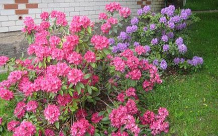 Plantarea și îngrijirea Rhododendronului, fotografia cu rododendron, cultivarea și reproducerea - viața mea