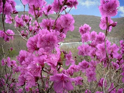 Plantarea și îngrijirea Rhododendronului, fotografia cu rododendron, cultivarea și reproducerea - viața mea