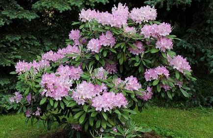 Plantarea și îngrijirea Rhododendronului, fotografia cu rododendron, cultivarea și reproducerea - viața mea