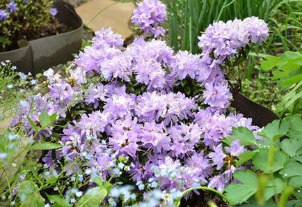 Rhododendron ültetése és gondozása, rhododendron fotó, termesztési és tenyésztési - az életem