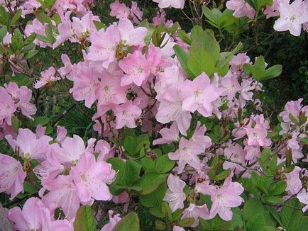 Plantarea și îngrijirea Rhododendronului, fotografia cu rododendron, cultivarea și reproducerea - viața mea