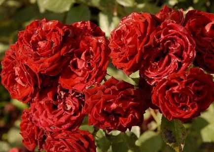 Роза спрей опис і особливості догляду за видом