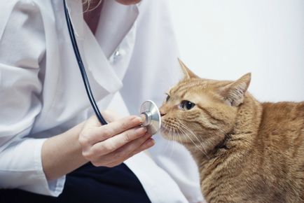 A legjobb macskaeledel márka rangsor szerint állatorvosok