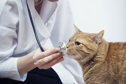 Cele mai bune note de evaluare a alimentelor pentru pisici, conform medicilor veterinari