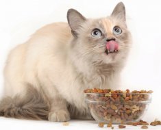 Cele mai bune note de evaluare a alimentelor pentru pisici, conform medicilor veterinari
