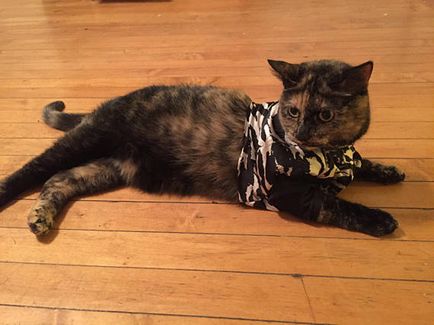 Наймодніший кіт дівчина шиє стильний одяг для кота-алергіка, щоб полегшити йому життя