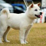Descrierea câinilor de soi Samoyed a rasei, de ce așa numita, unde să cumpere și prețul, caracterul și