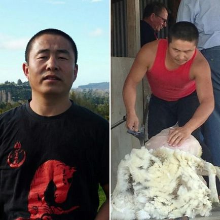 Сан візьме участь в чемпіонаті нової зеландії зі стрижки овець - новини Монголії, Бурятії,