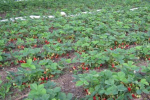 Rotația culturilor culturilor legumicole în precursorii tabelului secțiunii de țară a legumelor la plantarea pe pat,