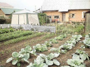 Forgatás növényi termények nyaraló asztalra zöldség elődei, ha ültetés a kertben,