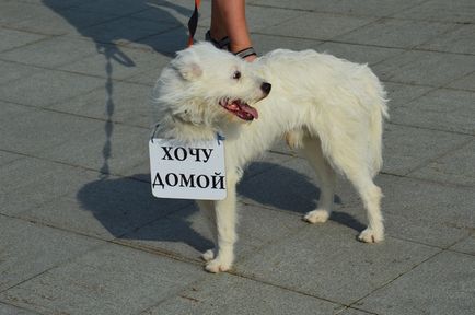 Шереметьєвський притулок