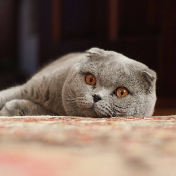 Scottish Fold (Scottish Fold), getpet