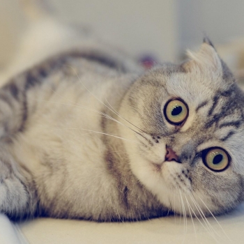 Scottish Fold (Scottish Fold), getpet