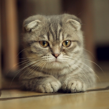 Scottish Fold (Scottish Fold), getpet