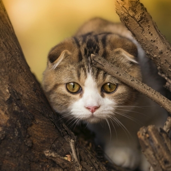 Scottish Fold (Scottish Fold), getpet