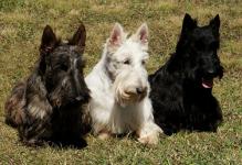 Skót (Scotch), terrier fotó, fajta leírás, gondozás