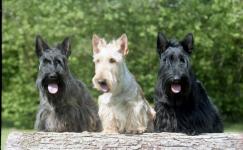 Skót (Scotch), terrier fotó, fajta leírás, gondozás