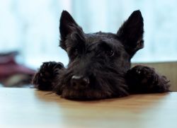 Scottish Terrier