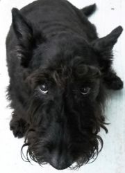 Scottish Terrier