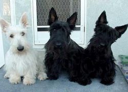 Scottish Terrier