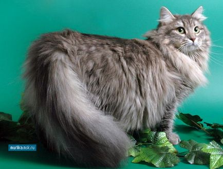Szibériai macska szibériai macska fajta