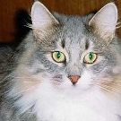 Сибірська кішка, сибірська порода кішки
