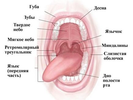 Симптоми сифілісу в роті