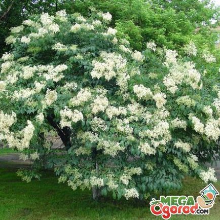 Lilac Amur Descriere, reproducere și îngrijire