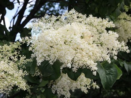 Amur plantație de plante și de îngrijire, tăiere, udare