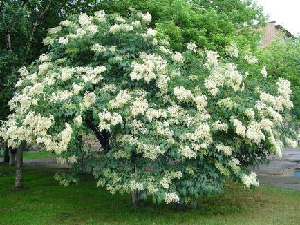 Lilac Amur - o planta lunga de ficat