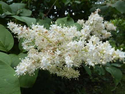 Бузок амурський сорти, посадка, догляд і застосування в ландшафтному дизайні