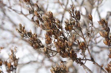 Lilac de soiul Amur, plantare, îngrijire și aplicare în design peisagistic