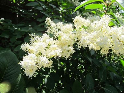 Lilac de soiul Amur, plantare, îngrijire și aplicare în design peisagistic
