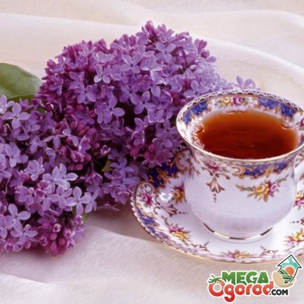 Lilacs pe site-ul dvs. - cele mai bune soiuri, reproducere, plantare și îngrijirea de Bush