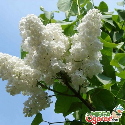 Lilacs pe site-ul dvs. - cele mai bune soiuri, reproducere, plantare și îngrijirea de Bush