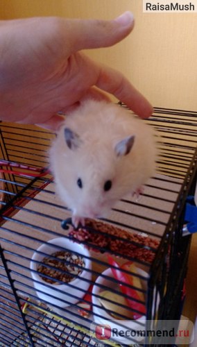 Hamsterul sirian - 