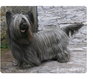 Skye terrier