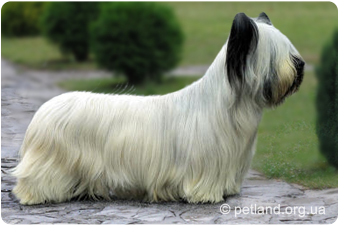 Skye terrier