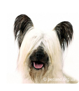 Skye terrier (skye terrier)