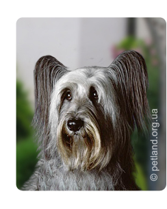 Skye terrier