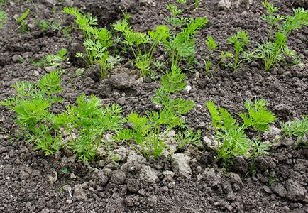 Câte zile se ridică morcovii, cum se accelerează germinarea semințelor