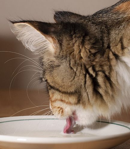 Nagy sebességű fényképezés feltárta a titkot a macska nyalás - anatómia és élettan