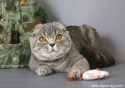 Scottish Fold (Scottish Fold) - Cat de Ziua - Bloguri