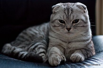 Scottish Fold (Scottish Fold) - Cat de Ziua - Bloguri